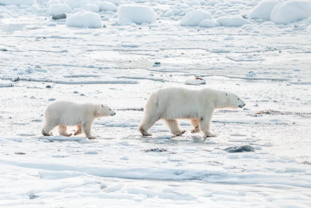 Things to do in Churchill Manitoba in 2024