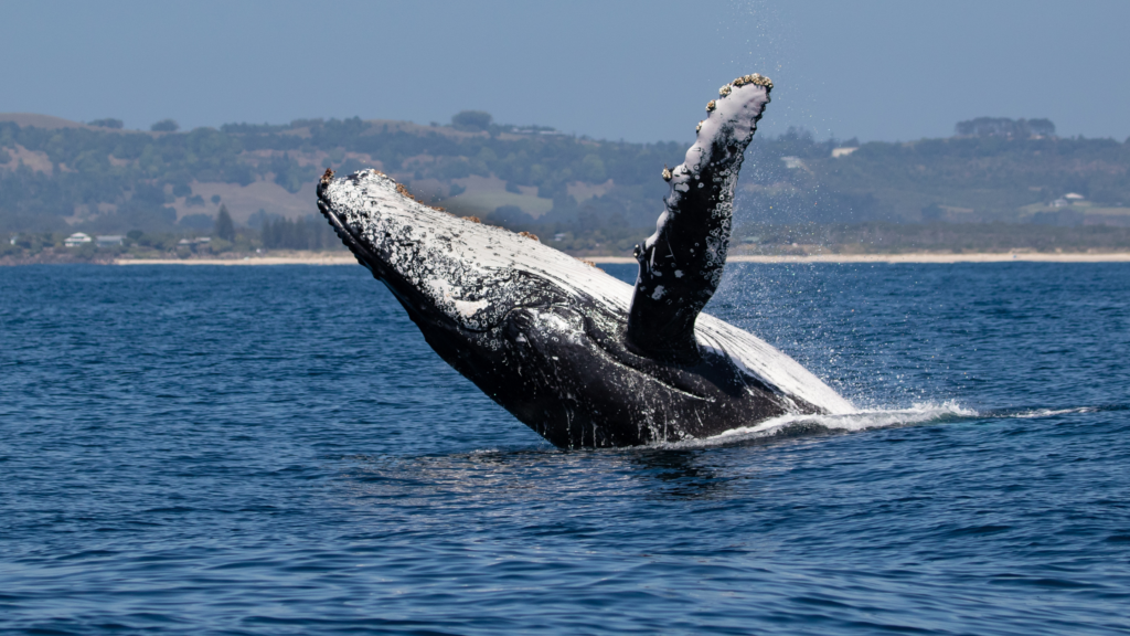 humpback whales los Cabos Mexico tour