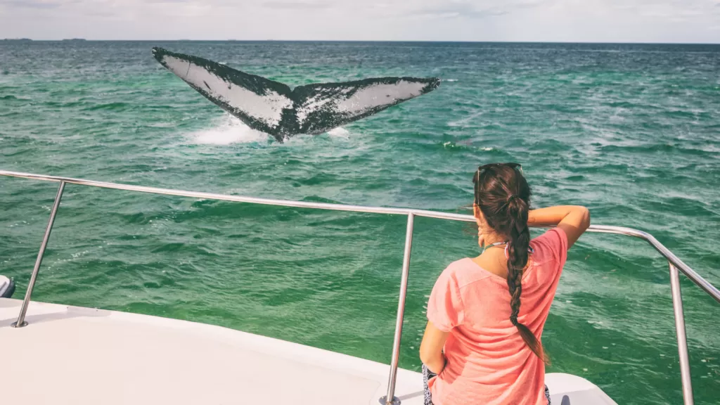 humpback whales los Cabos Mexico