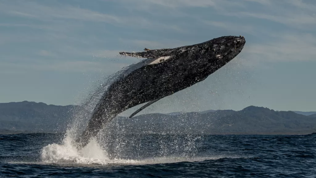 Experience the Majestic Beauty of Humpback Whales in Los Cabos, Mexico