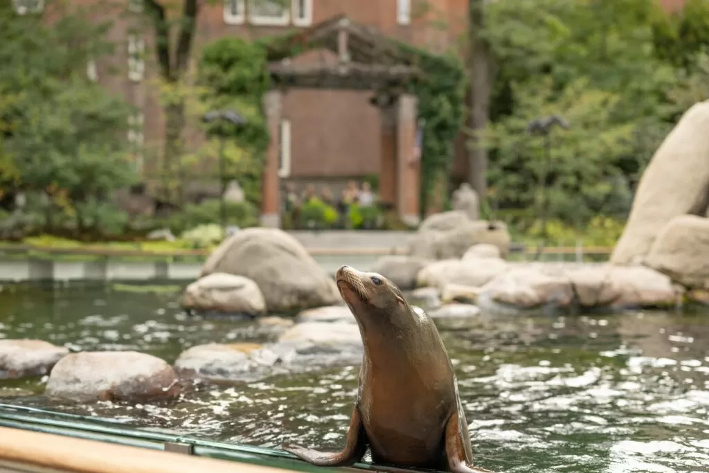 Sea Lion in Urban Zoo Pond New York