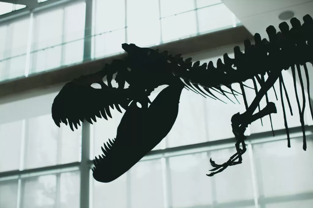 Striking silhouette of a dinosaur skeleton displayed indoors with dramatic lighting.