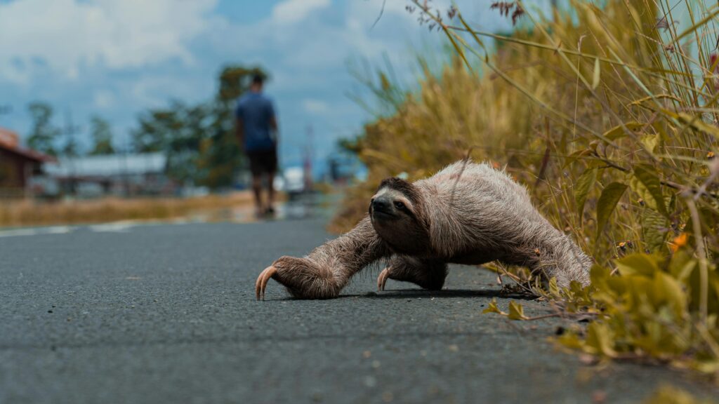 A sloth casually crosses a road with a blurred figure walking in the background.