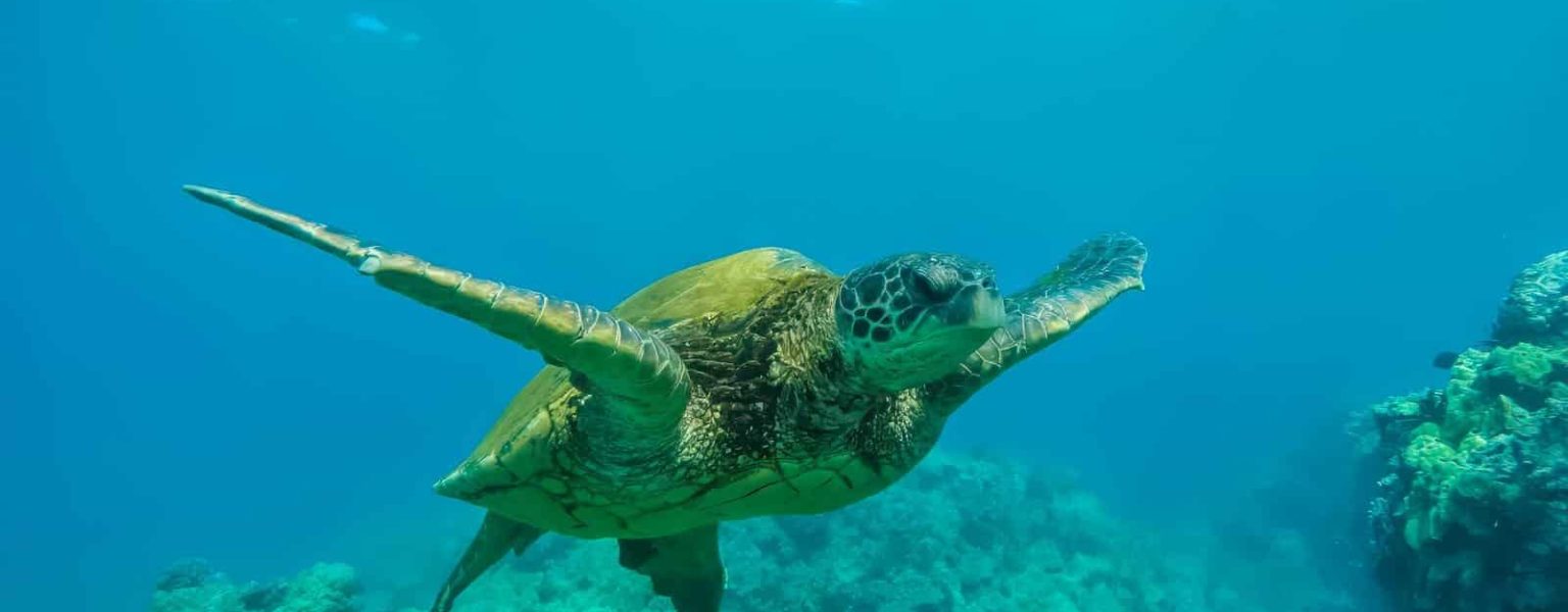 15 Fascinating Fun Facts About Hawaii You Will Love