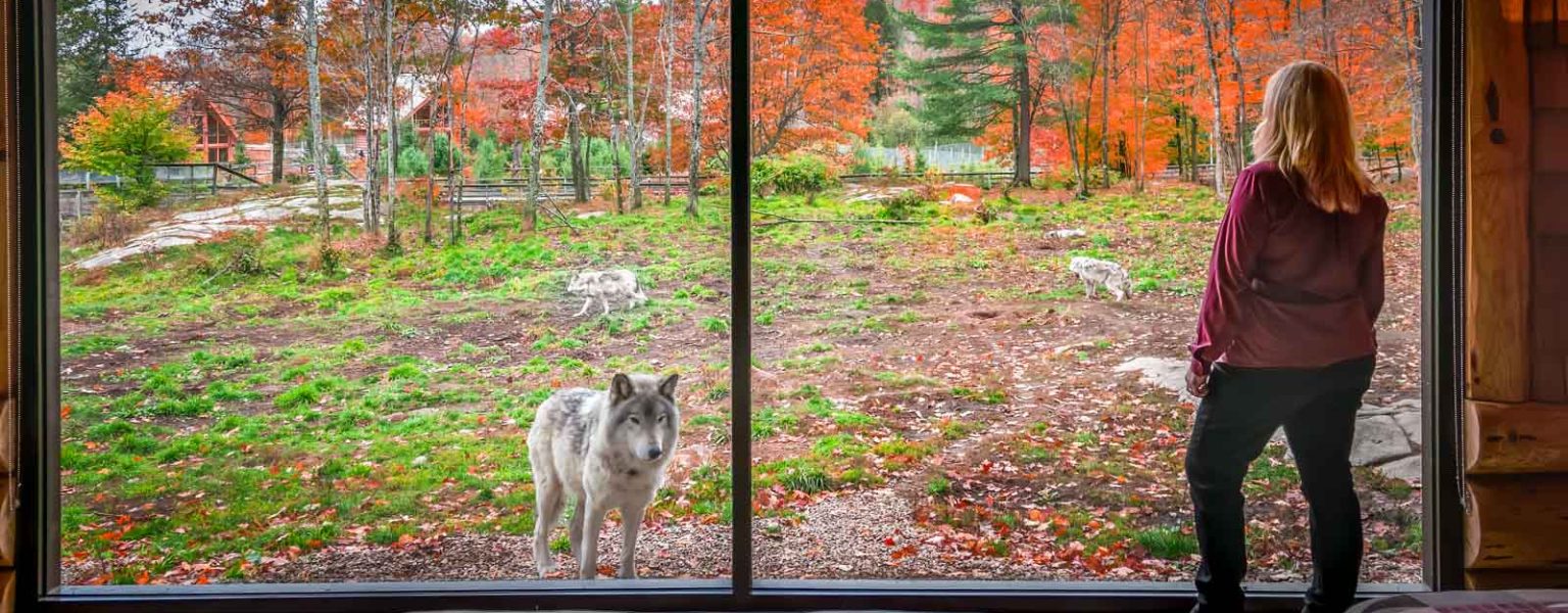 Parc Omega Wolf Cabins: A Weekend Sleeping With The Wolves