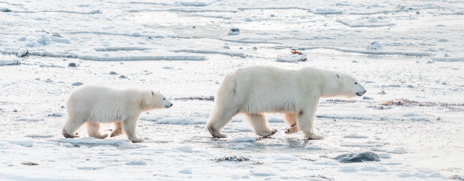 Things to do in Churchill Manitoba in 2024