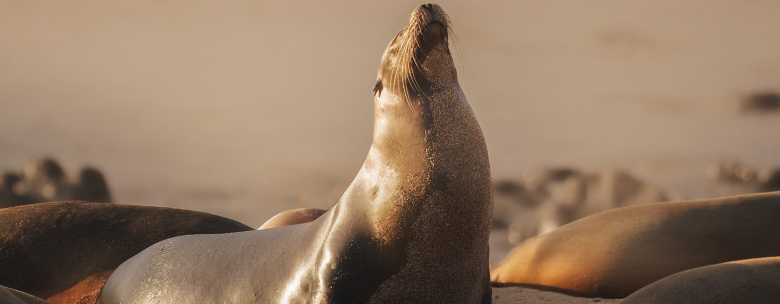 What to Expect on a Galapagos Cruise with HX Hurtigruten Expeditions