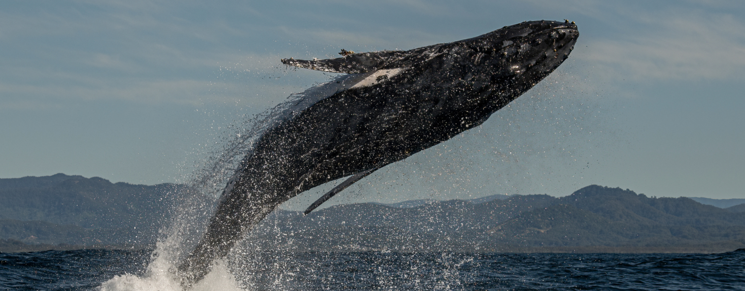 humpback whale los Cabos Mexico